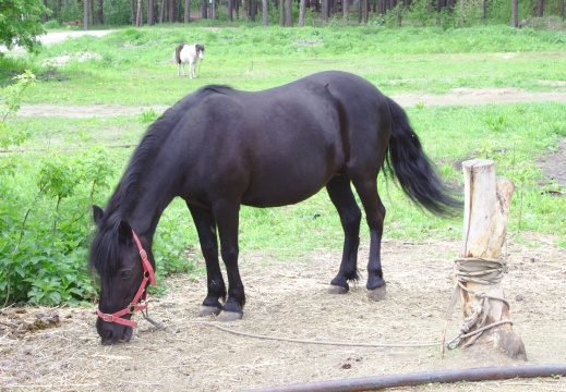 20130608-horses