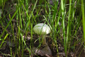 IMG 0741