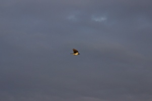 IMG 8643