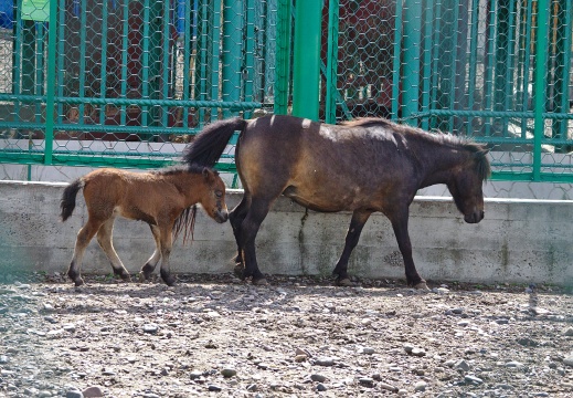 Красноярск (зоопарк)