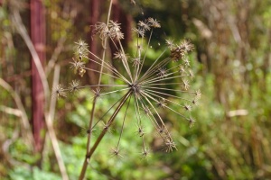 IMG 9632